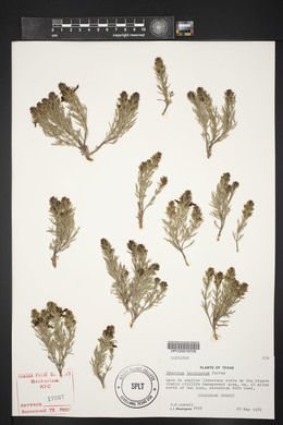 Teucrium laciniatum image