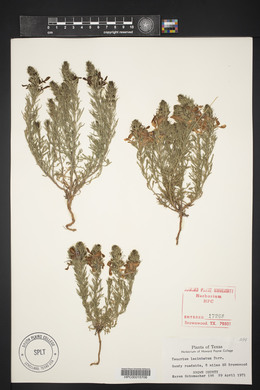 Teucrium laciniatum image