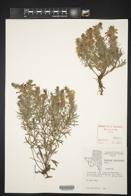 Teucrium laciniatum image