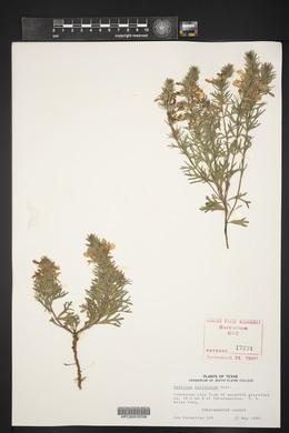 Teucrium laciniatum image