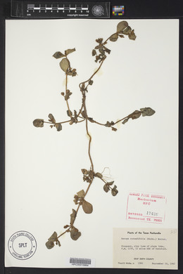 Bacopa rotundifolia image