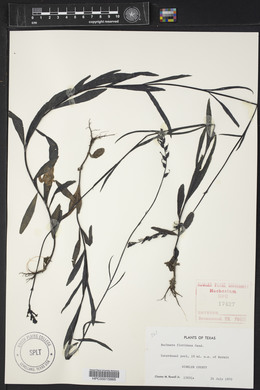 Buchnera floridana image
