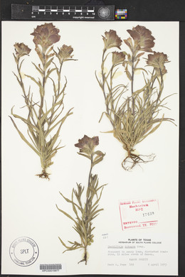 Castilleja integra image