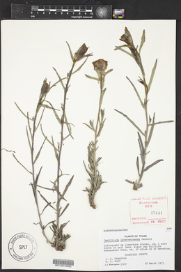 Castilleja latebracteata image