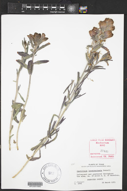 Castilleja latebracteata image