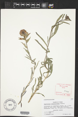 Castilleja latebracteata image