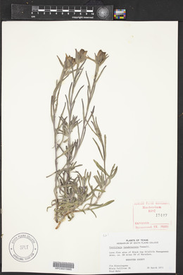 Castilleja latebracteata image