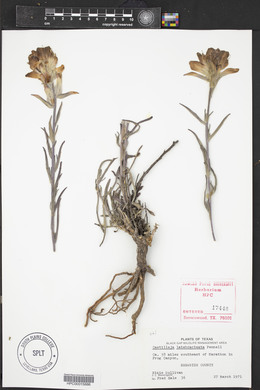 Castilleja latebracteata image