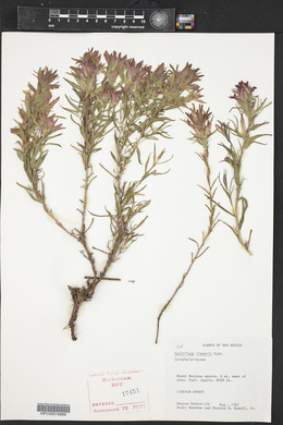 Castilleja linariifolia image