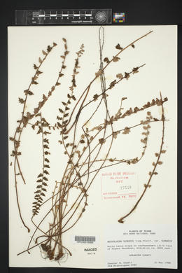 Astrolepis sinuata image