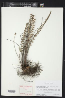 Astrolepis integerrima image