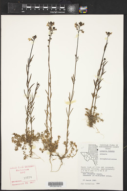 Nuttallanthus texanus image