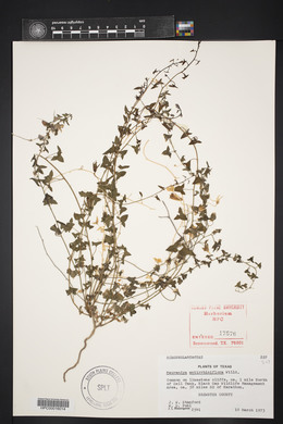 Maurandella antirrhiniflora image