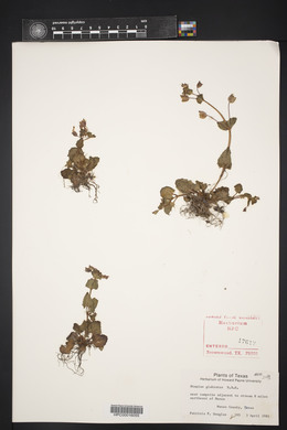 Erythranthe glabrata image