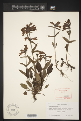 Penstemon alpinus image