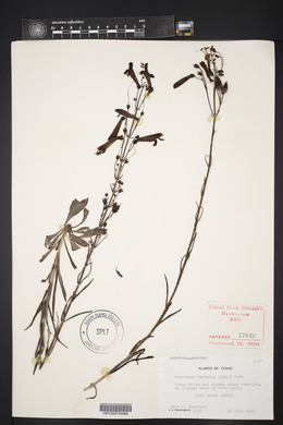 Penstemon barbatus image