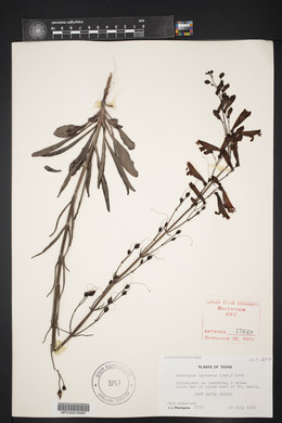 Penstemon barbatus image