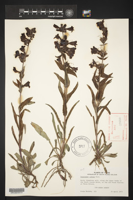 Penstemon cobaea image