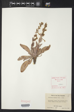 Penstemon fendleri image