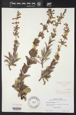 Penstemon fendleri image