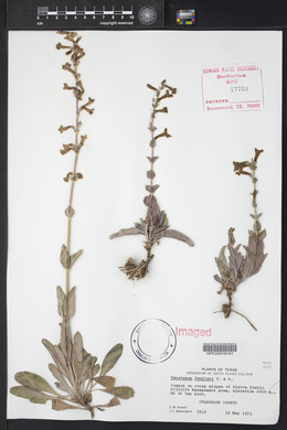 Penstemon fendleri image