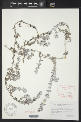 Stemodia tomentosa image