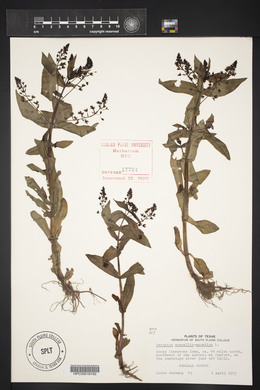 Veronica anagallis-aquatica image