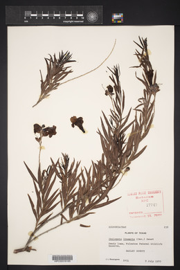 Chilopsis linearis image