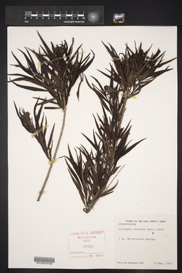 Chilopsis linearis image