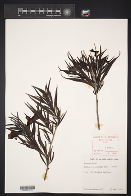 Chilopsis linearis image