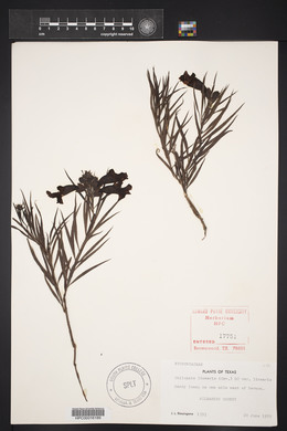 Chilopsis linearis image