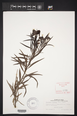 Chilopsis linearis image