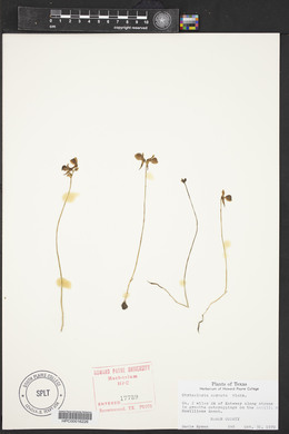 Utricularia cornuta image