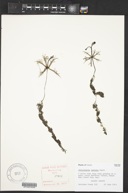 Utricularia radiata image