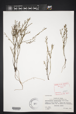 Carlowrightia linearifolia image