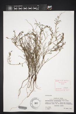 Carlowrightia linearifolia image