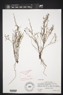 Carlowrightia linearifolia image