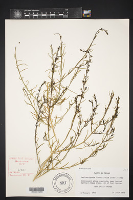 Carlowrightia linearifolia image