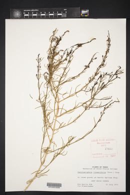 Carlowrightia linearifolia image