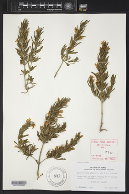 Dyschoriste linearis image