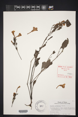 Ruellia ciliatiflora image