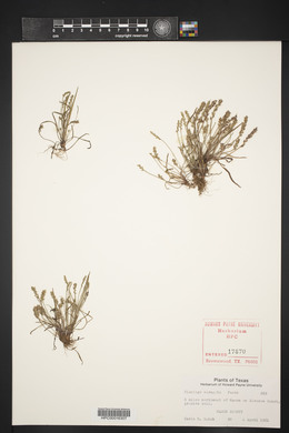 Plantago elongata image