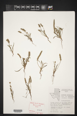 Plantago patagonica image