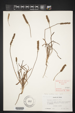 Plantago patagonica image