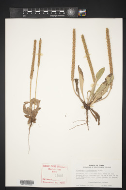 Plantago rhodosperma image