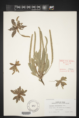 Plantago rhodosperma image