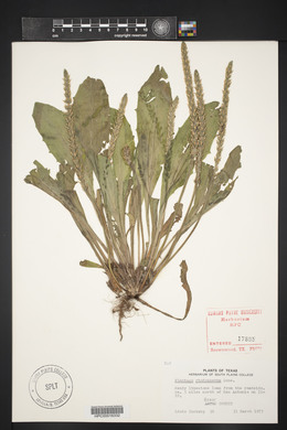 Plantago rhodosperma image