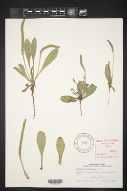 Plantago rhodosperma image