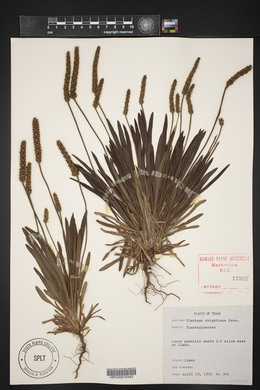 Plantago wrightiana image