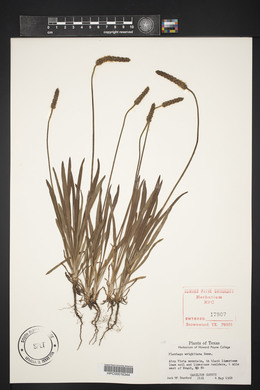 Plantago wrightiana image